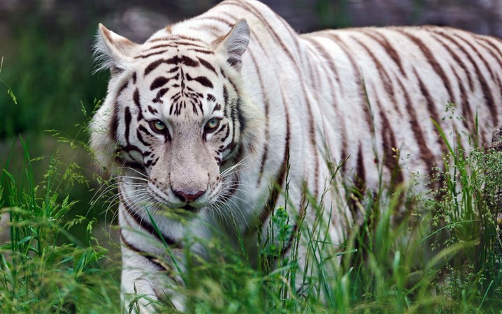 豹的雄姿  Wild animal 野生動物