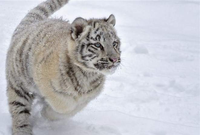 豹的雄姿  Wild animal 野生動物