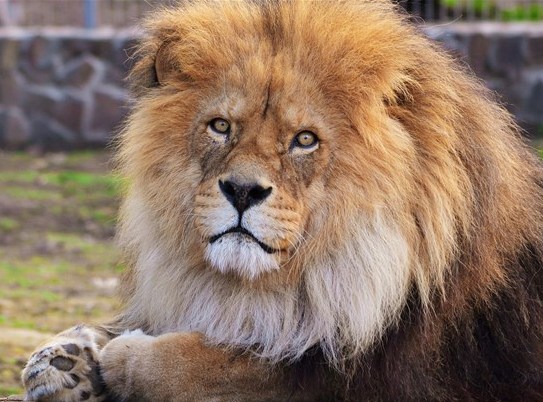 豹的雄姿  Wild animal 野生動物