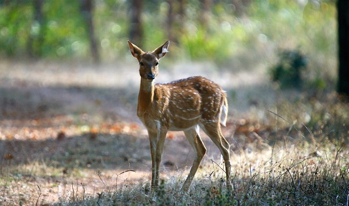 豹的雄姿  Wild animal 野生動物