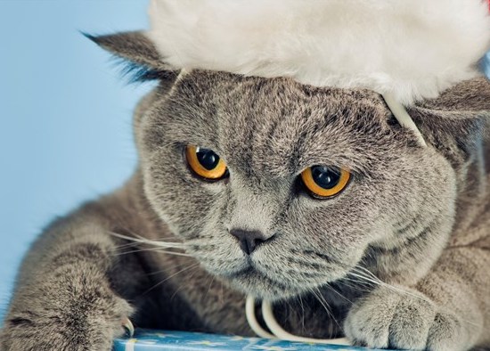 dogs  + cats 欣賞 :  Pets 寵物護理 +紀念堂
