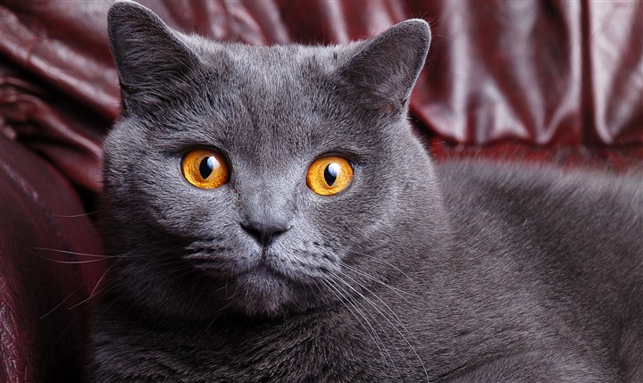 dogs  + cats 欣賞 :  Pets 寵物護理 +紀念堂