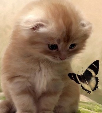 dogs  + cats 欣賞 :  Pets 寵物護理 +紀念堂