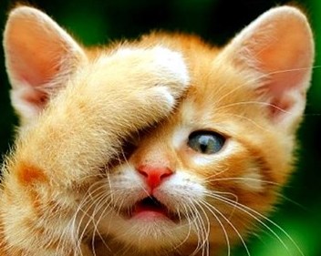 dogs  + cats 欣賞 :  Pets 寵物護理 +紀念堂