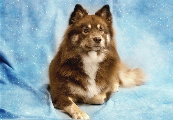 dogs  + cats 欣賞 :  Pets 寵物護理 +紀念堂