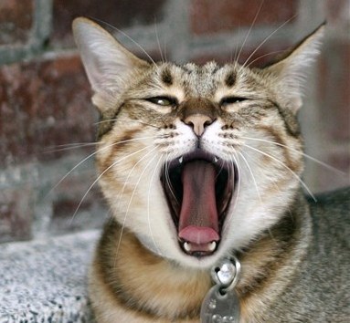 dogs  + cats 欣賞 :  Pets 寵物護理 +紀念堂