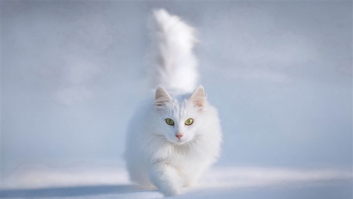 dogs  + cats 欣賞 :  Pets 寵物護理 +紀念堂