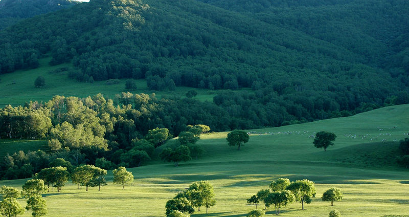 椰樹迎風   Landscape 山水湖林