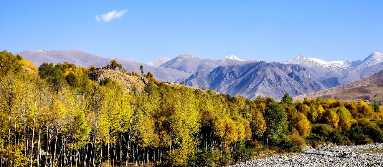 椰樹迎風   Landscape 山水湖林