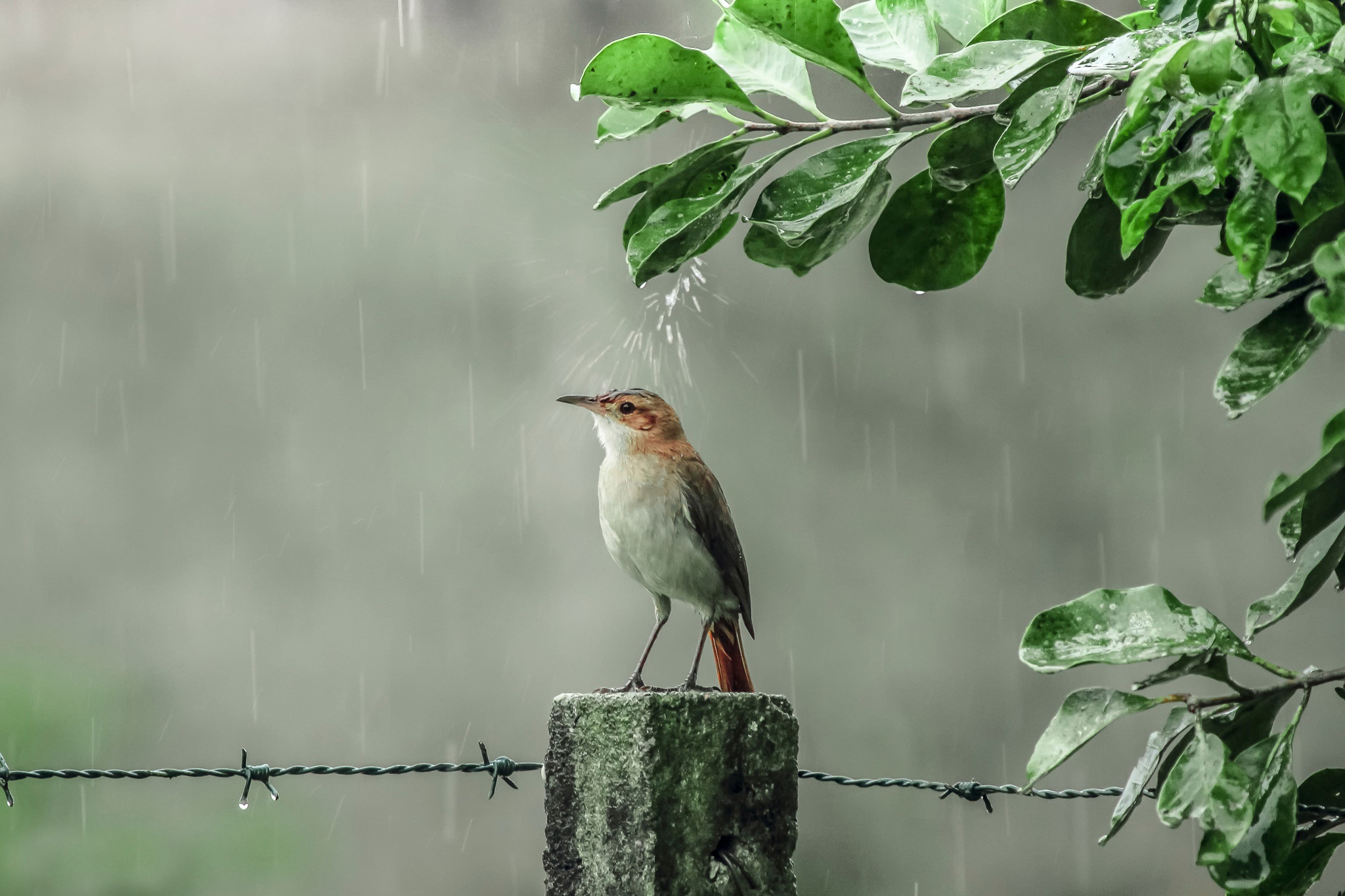 百鳥争鸣  Birds 飛烏