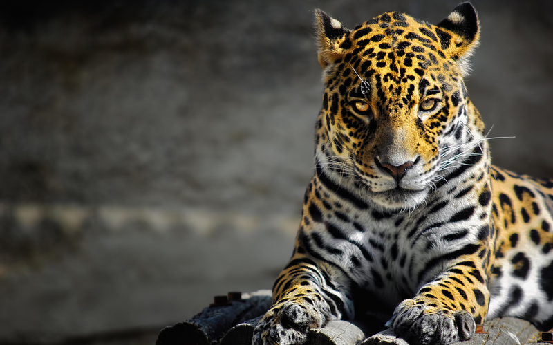 豹的雄姿  Wild animal 野生動物