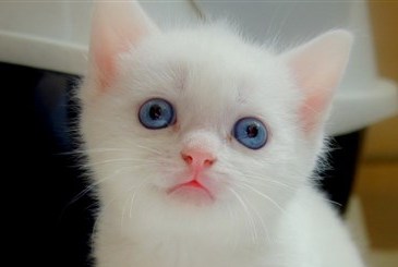 dogs  + cats 欣賞 :  Pets 寵物護理 +紀念堂