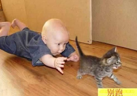dogs  + cats 欣賞 :  Pets 寵物護理 +紀念堂