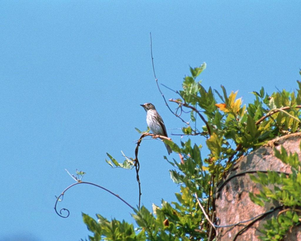 百鳥争鸣  Birds 飛烏