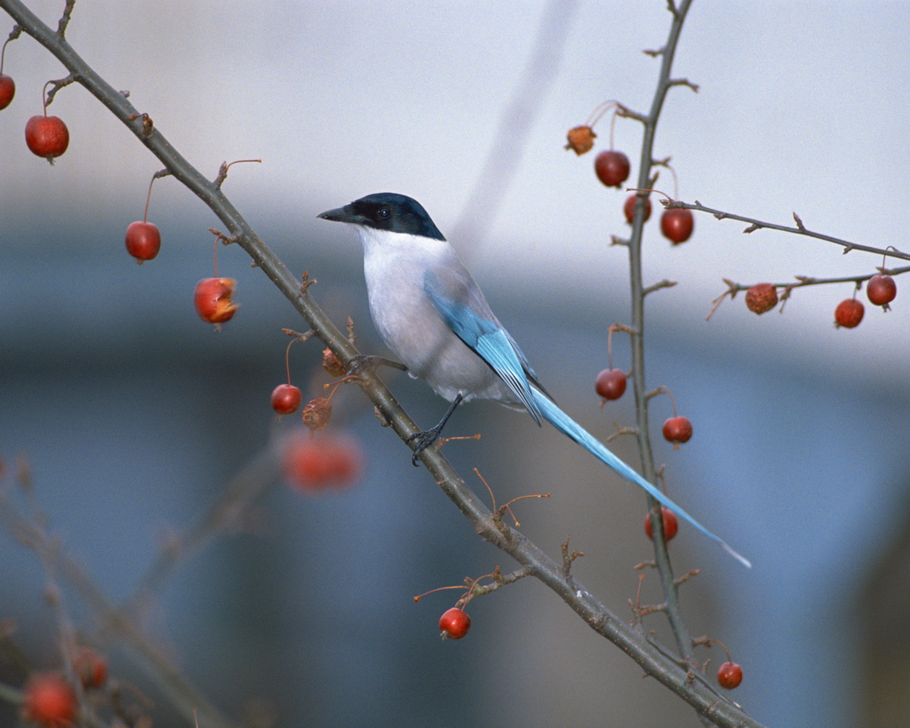 百鳥争鸣  Birds 飛烏