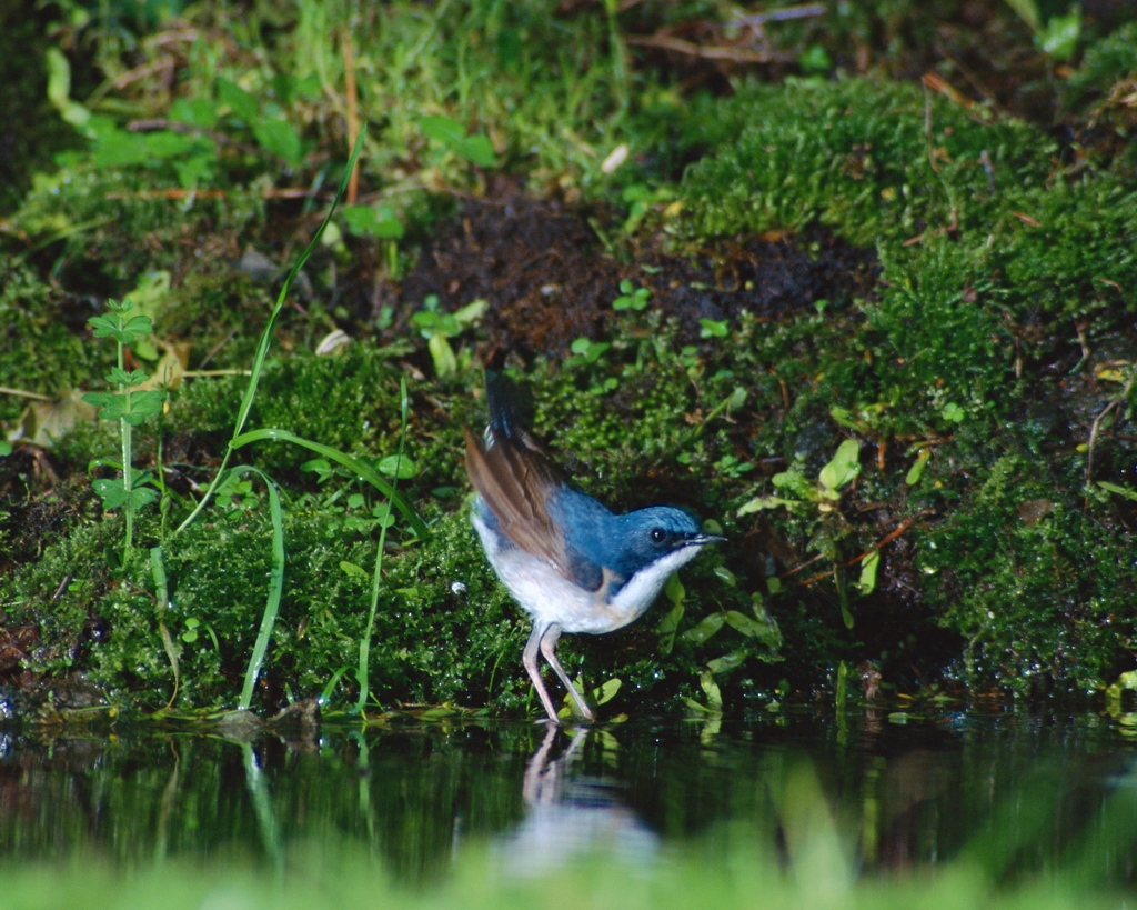 百鳥争鸣  Birds 飛烏