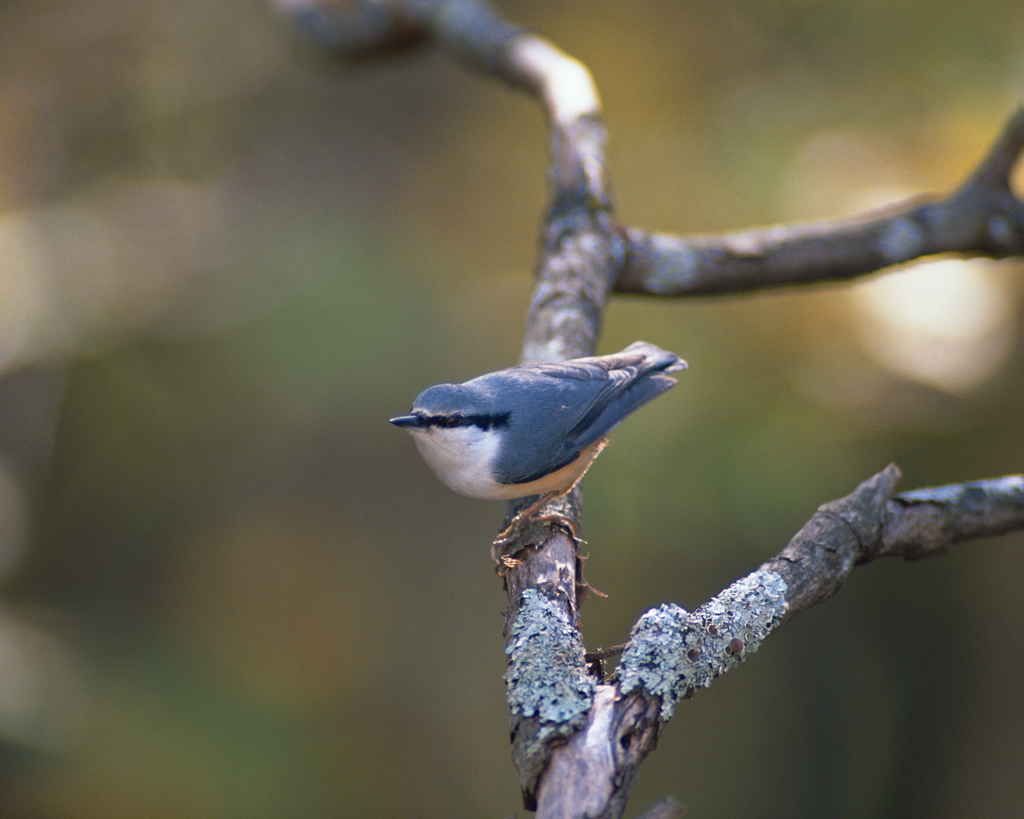 百鳥争鸣  Birds 飛烏