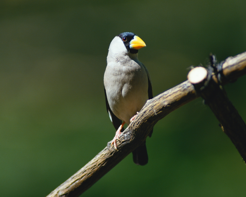 百鳥争鸣  Birds 飛烏