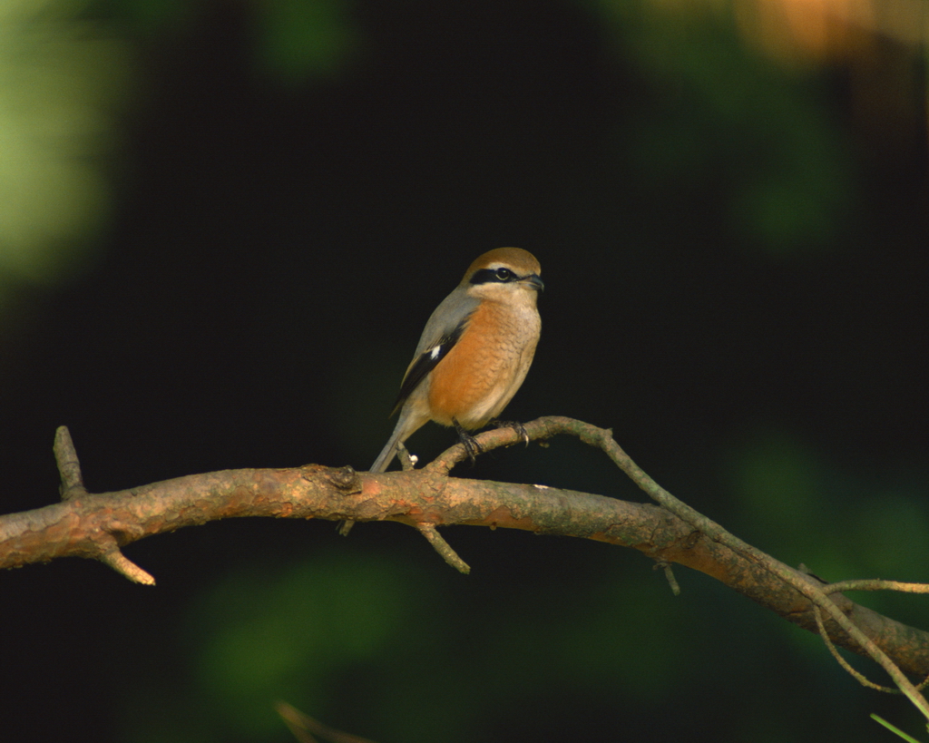 百鳥争鸣  Birds 飛烏