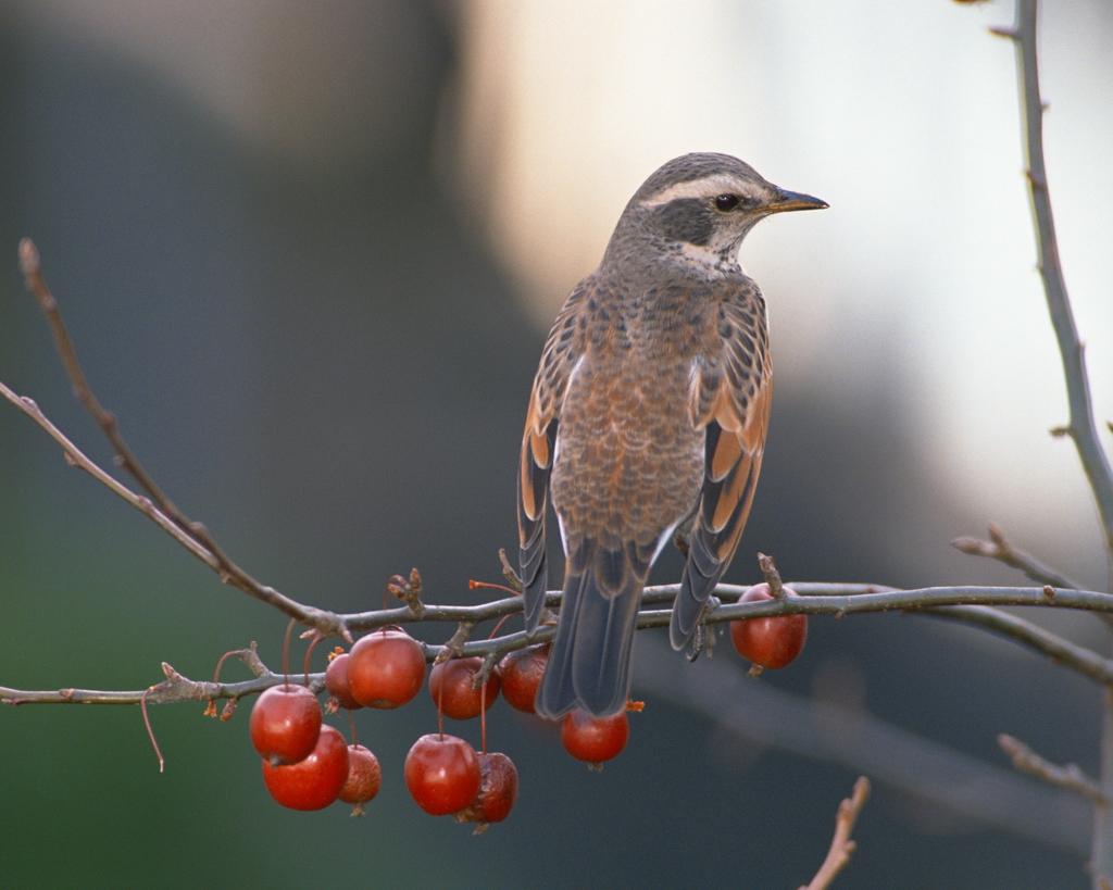 百鳥争鸣  Birds 飛烏