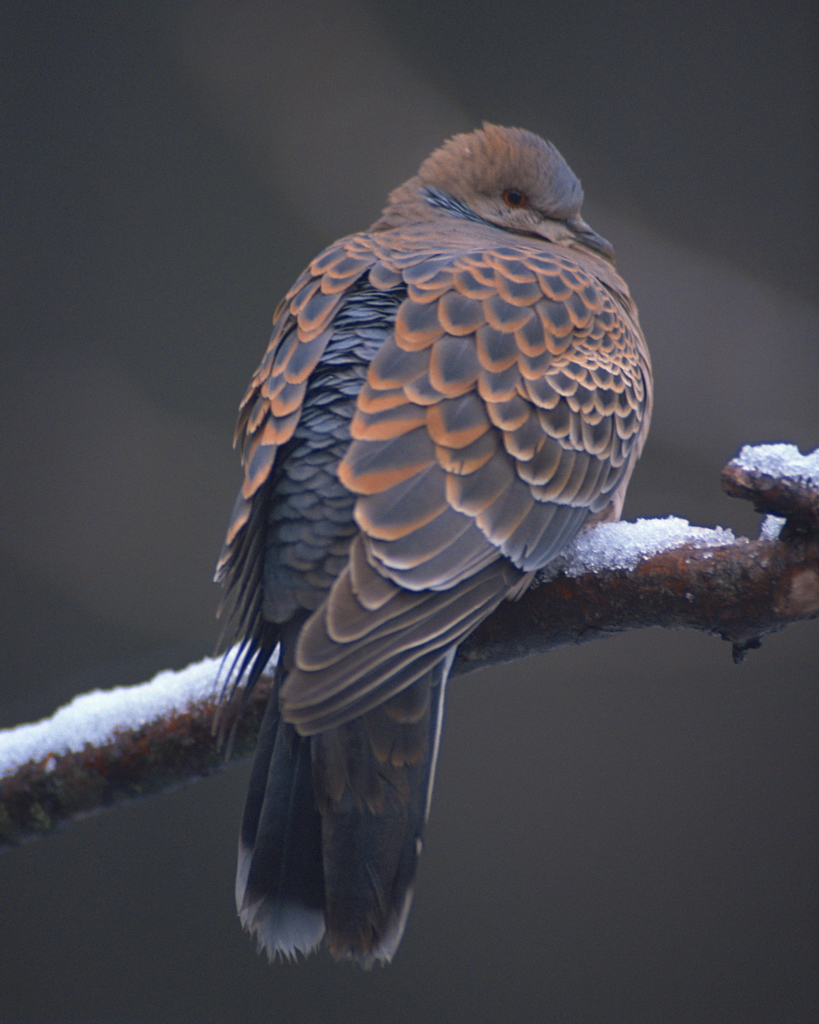 百鳥争鸣  Birds 飛烏