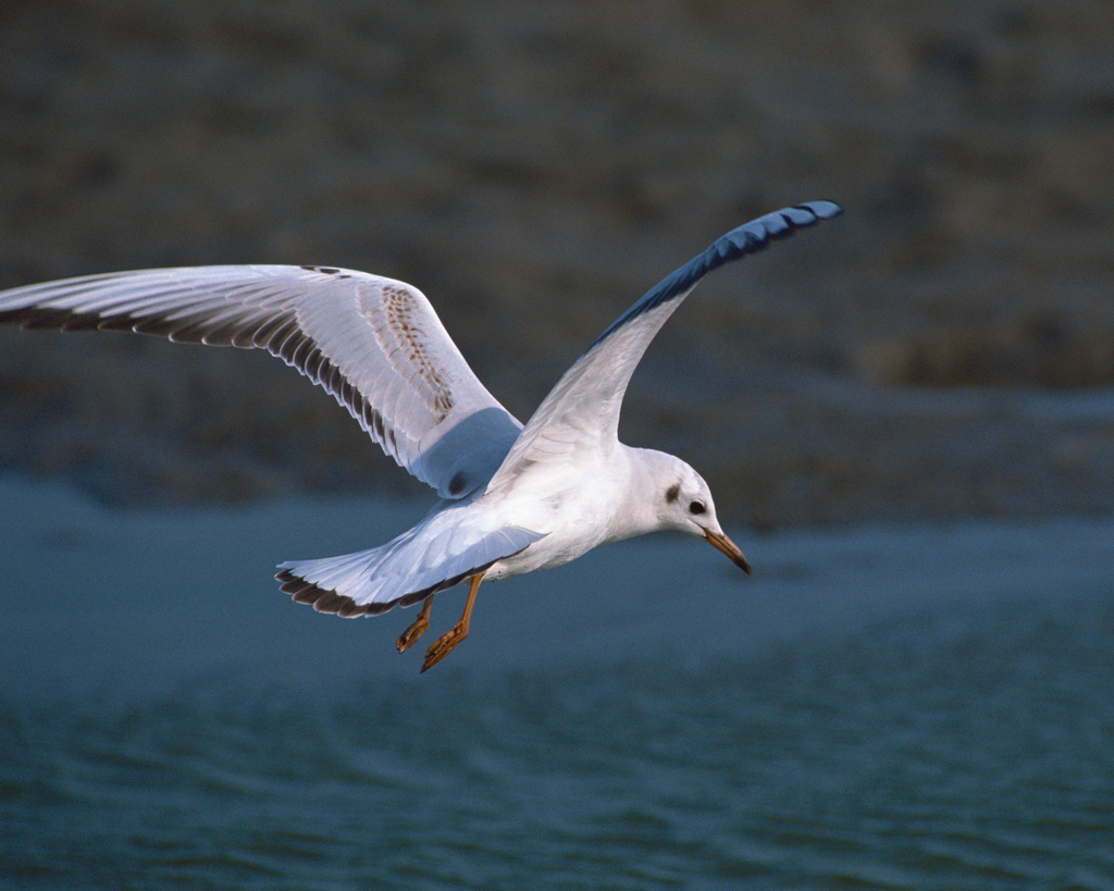 百鳥争鸣  Birds 飛烏
