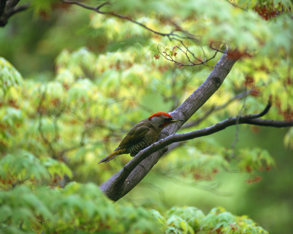 百鳥争鸣  Birds 飛烏