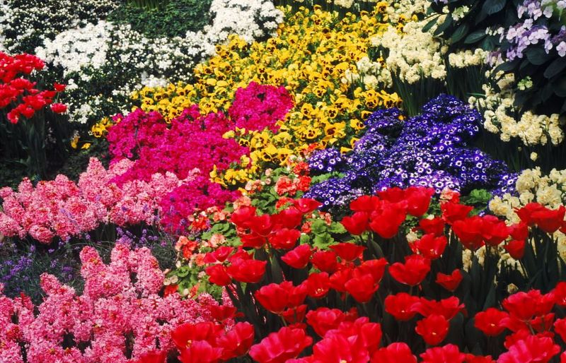 含苞綻放  Flowers花卉