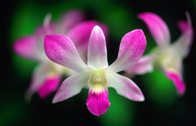 含苞綻放  Flowers花卉