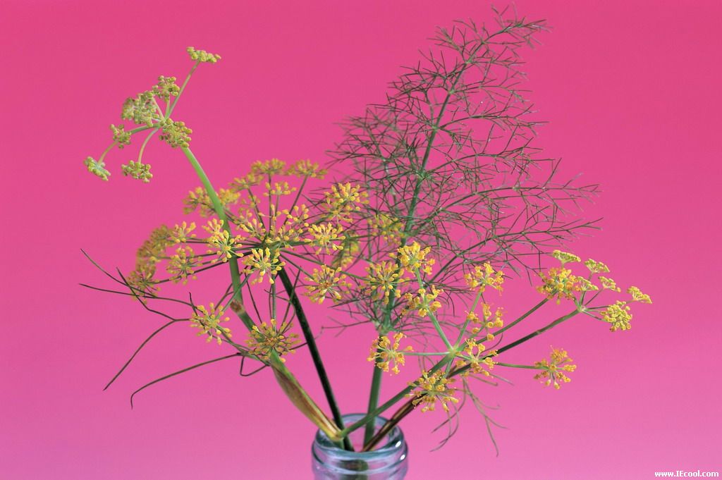 含苞綻放  Flowers花卉