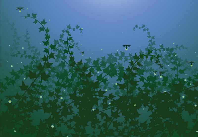 螢火虫  Ecology 生態留影