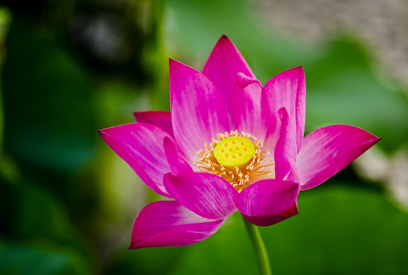 含苞綻放  Flowers花卉