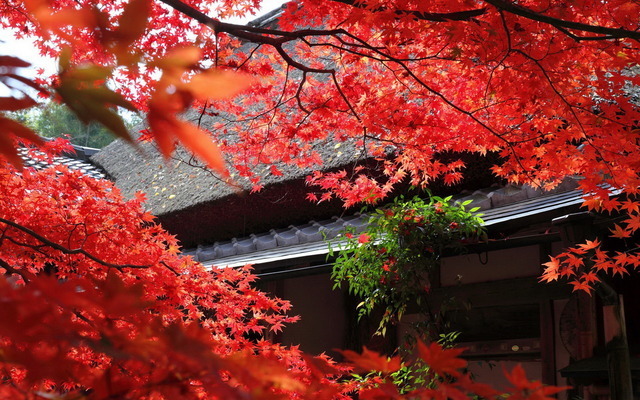 Blooming flowers  Flowers花卉