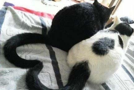 猫猫舆狗狗  Puppies- cats小狗與猫