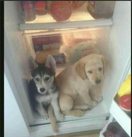 猫猫舆狗狗  Puppies- cats小狗與猫