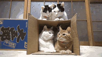 dogs  + cats 欣賞 :  Pets 寵物護理 +紀念堂