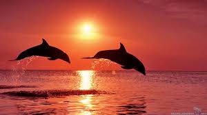 夕阳多景  Sunset 夕陽