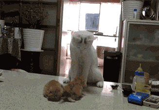   Pets 寵物護理 +紀念堂