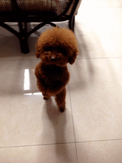 天下第一dog !  Pets 寵物護理 +紀念堂