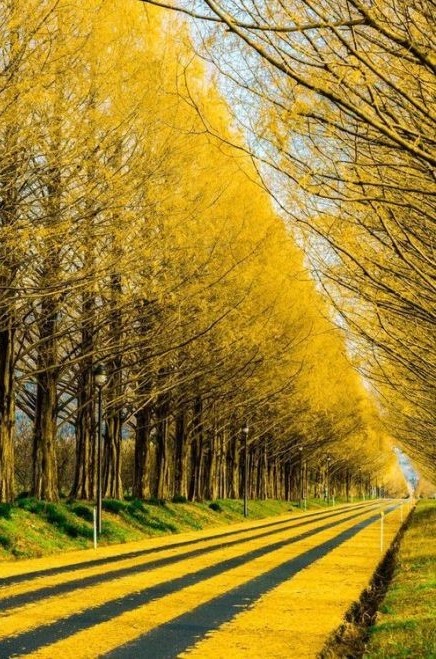 河溪水景擁抱清涼   Landscape 山水湖林
