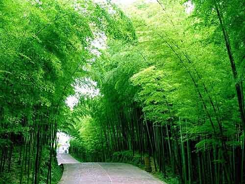   山水花林啓唔人生