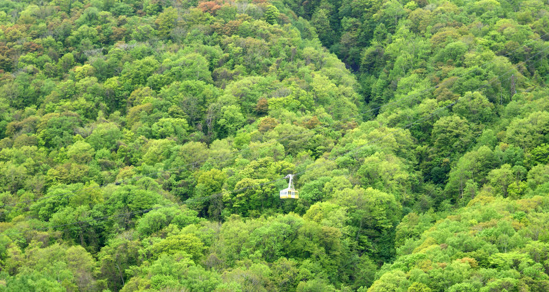   山水花林啓唔人生