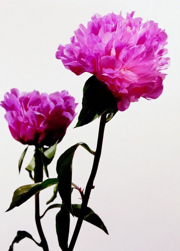   Flowers花卉