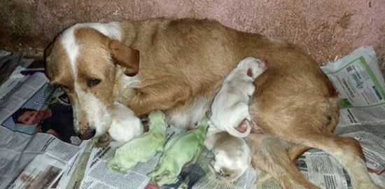 獵犬新生兩隻綠色小狗  世界奇闻