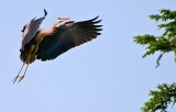 百鳥争鸣  Birds 飛烏