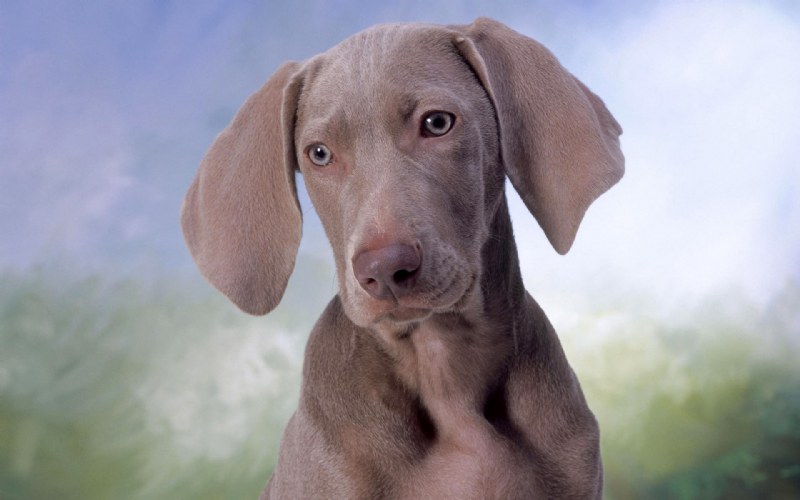 天下第一dog !  Pets 寵物護理 +紀念堂
