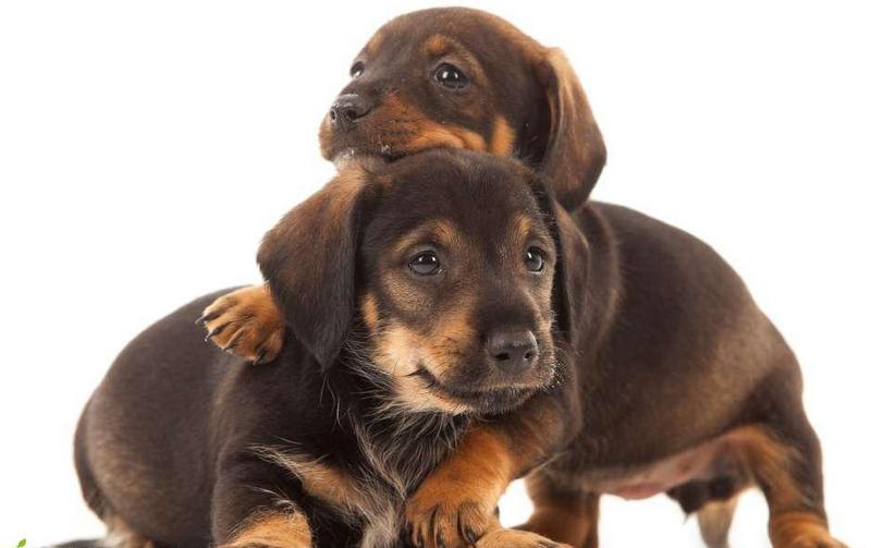   Puppies- cats小狗與猫