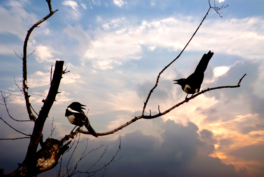 百鳥争鸣  Birds 飛烏