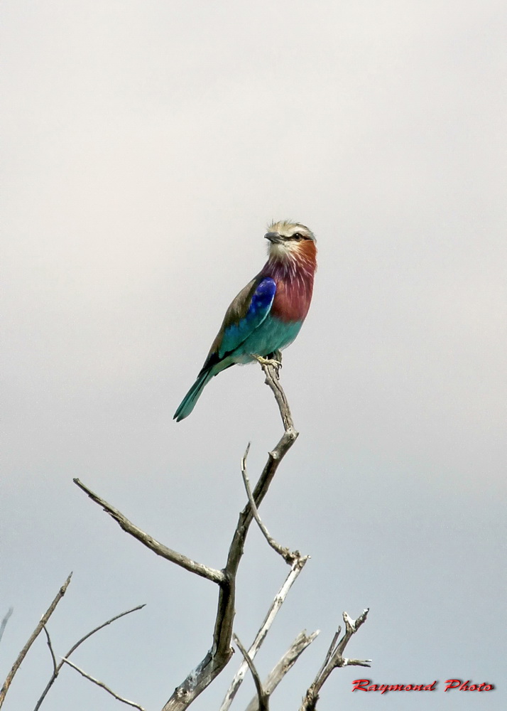 百鳥争鸣  Birds 飛烏