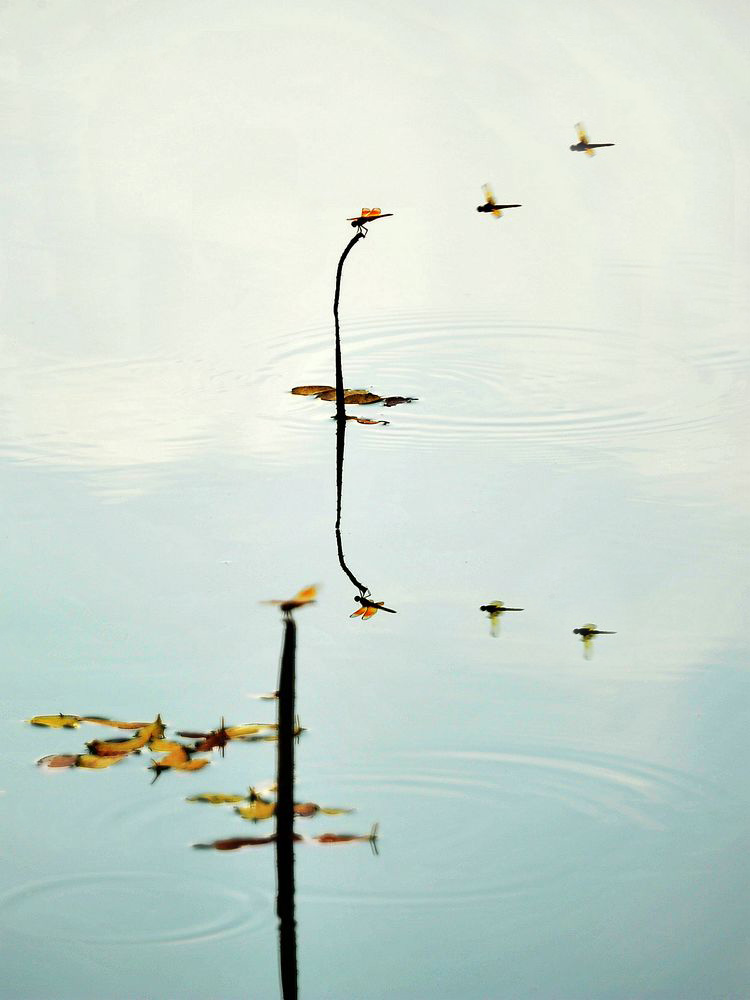 百鳥争鸣  Birds 飛烏